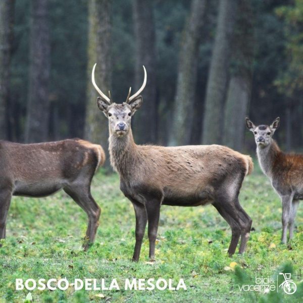 cervo della mesola